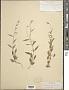 Campanula scouleri Hook.