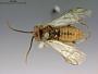 Camponiscus americanus