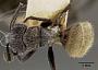 Camponotus pellarius