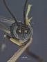 Campoplegidea flavescens