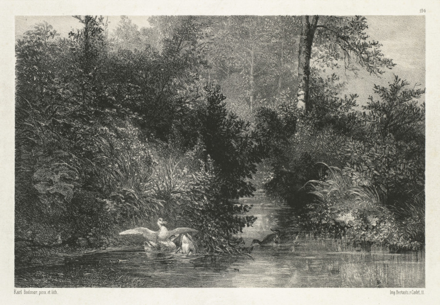 Canards (Ducks)