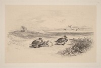 Canards Sauvages