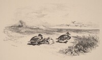 Canards Sauvages