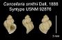 Cancellaria smithii