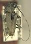 Canidiopsis similis