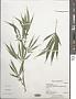 Cannabis sativa L.
