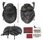 Canthon incisus