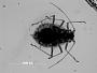 Capitophorus bitrichus