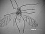 Capitophorus brevinectarius
