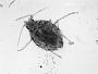 Capitophorus shepherdiae