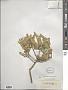 Capparis coriacea Burch. ex DC.