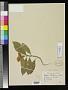 Capparis eichleriana Urb.