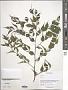Capparis sp.