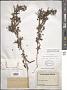 Capraria mexicana Moric. ex Benth.