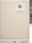 Capsosiphon fulvescens (C. Agardh) Setchell & N.L. Gardner