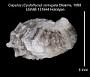 Capulus (Cyclothyca) corrugata