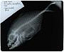 Carangoides chrysophrys