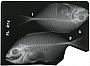 Carangoides equula