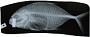 Caranx caninus