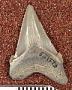 Carcharocles megalodon