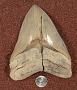 Carcharocles megalodon