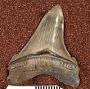 Carcharocles megalodon