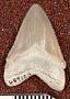 Carcharocles megalodon