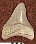 Carcharocles megalodon