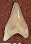 Carcharocles megalodon