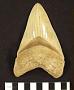 Carcharocles megalodon