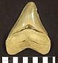 Carcharocles megalodon