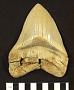 Carcharocles megalodon