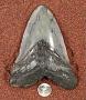 Carcharocles megalodon