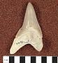 Carcharocles megalodon