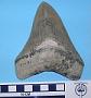 Carcharocles megalodon