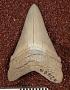 Carcharodon sp