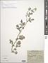 Cardamine amara L.