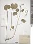 Cardamine asarifolia L.