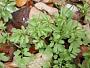 Cardamine flexuosa With.