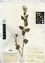 Cardamine infausta Greene