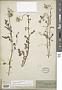 Cardamine lyrata Bunge