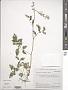 Cardamine macrophylla Willd.