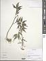 Cardamine macrophylla Willd.