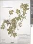 Cardamine macrophylla Willd.