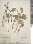 Cardamine sp.