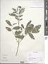 Cardamine sp.