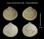 Cardium blandum
