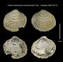 Cardium californiense comoxense