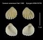 Cardium ceramidum