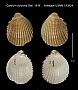 Cardium dulcinea